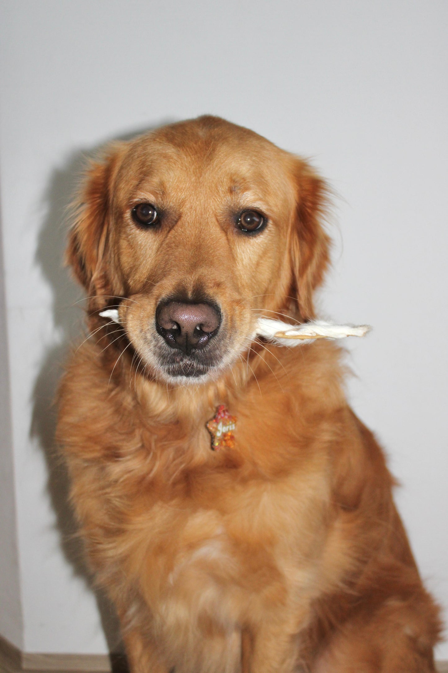 Konijnen oren met haar
