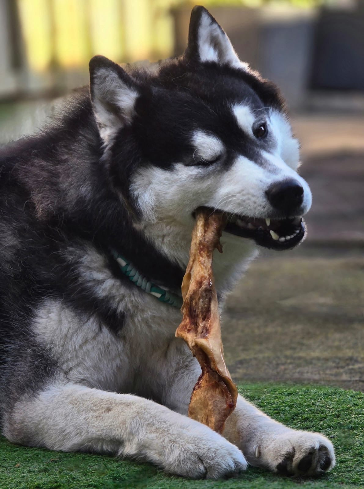 Kophuid rund groot voor honden