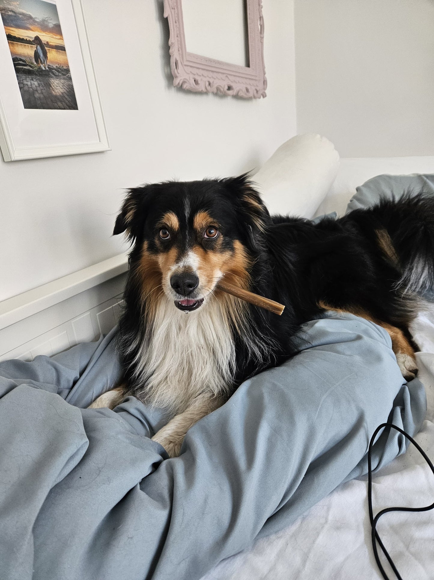 Kophuid hert honden