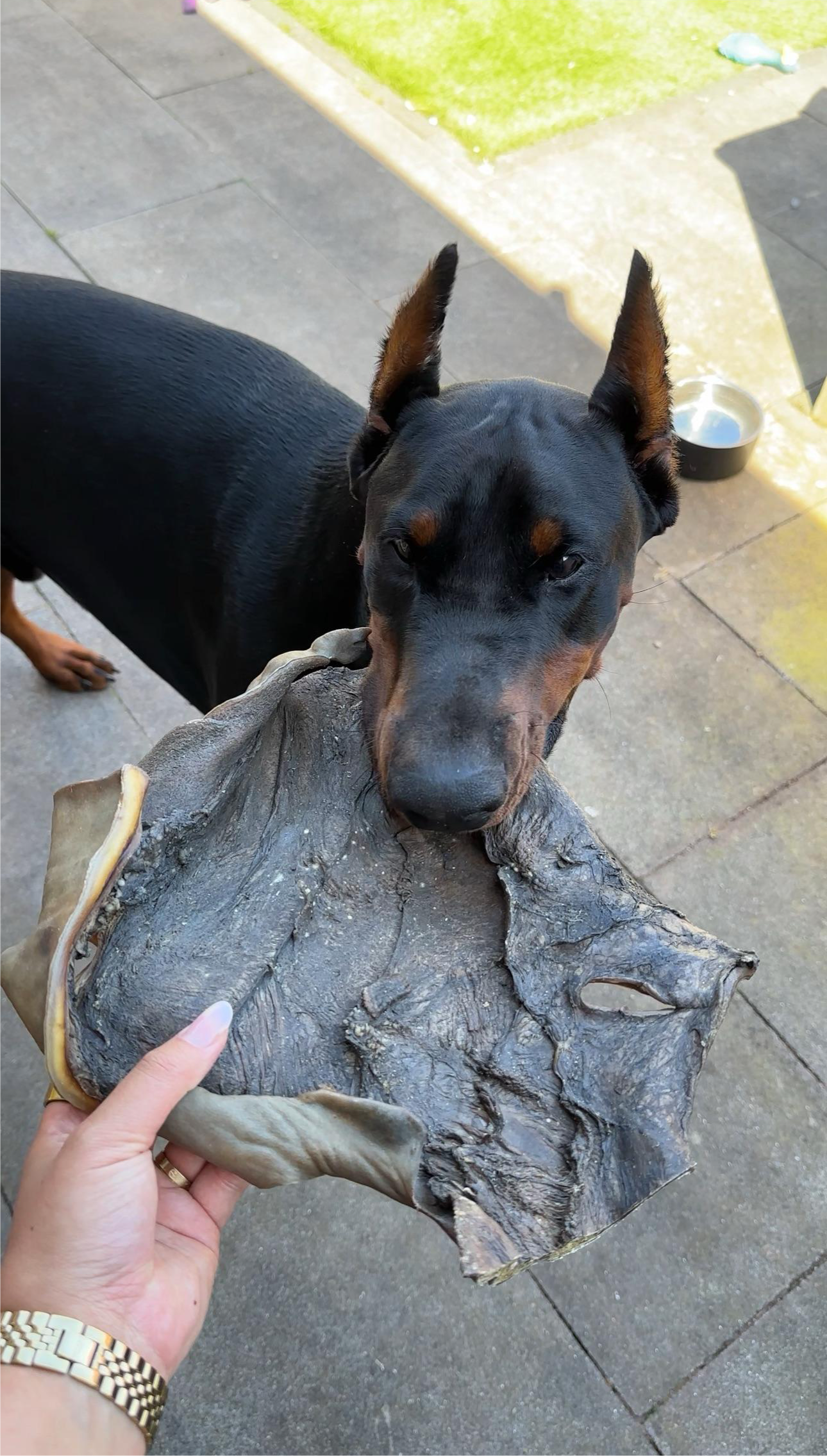 Hond eet kamelen kophuid