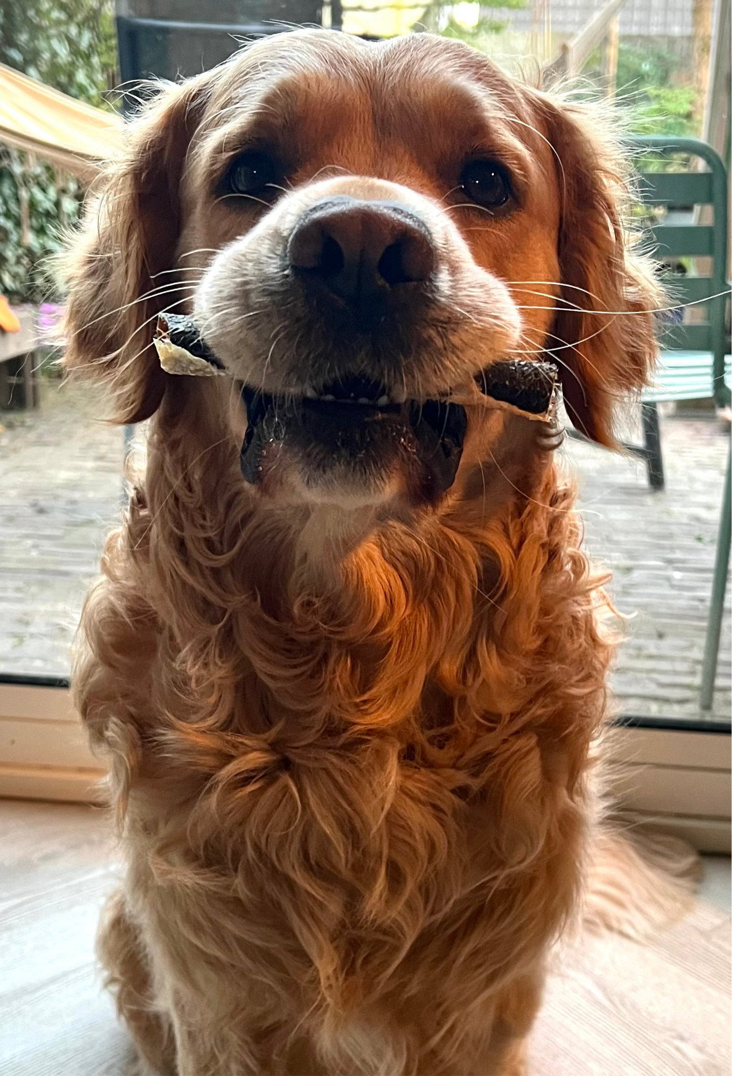 Hond met een zalmrol in de bek