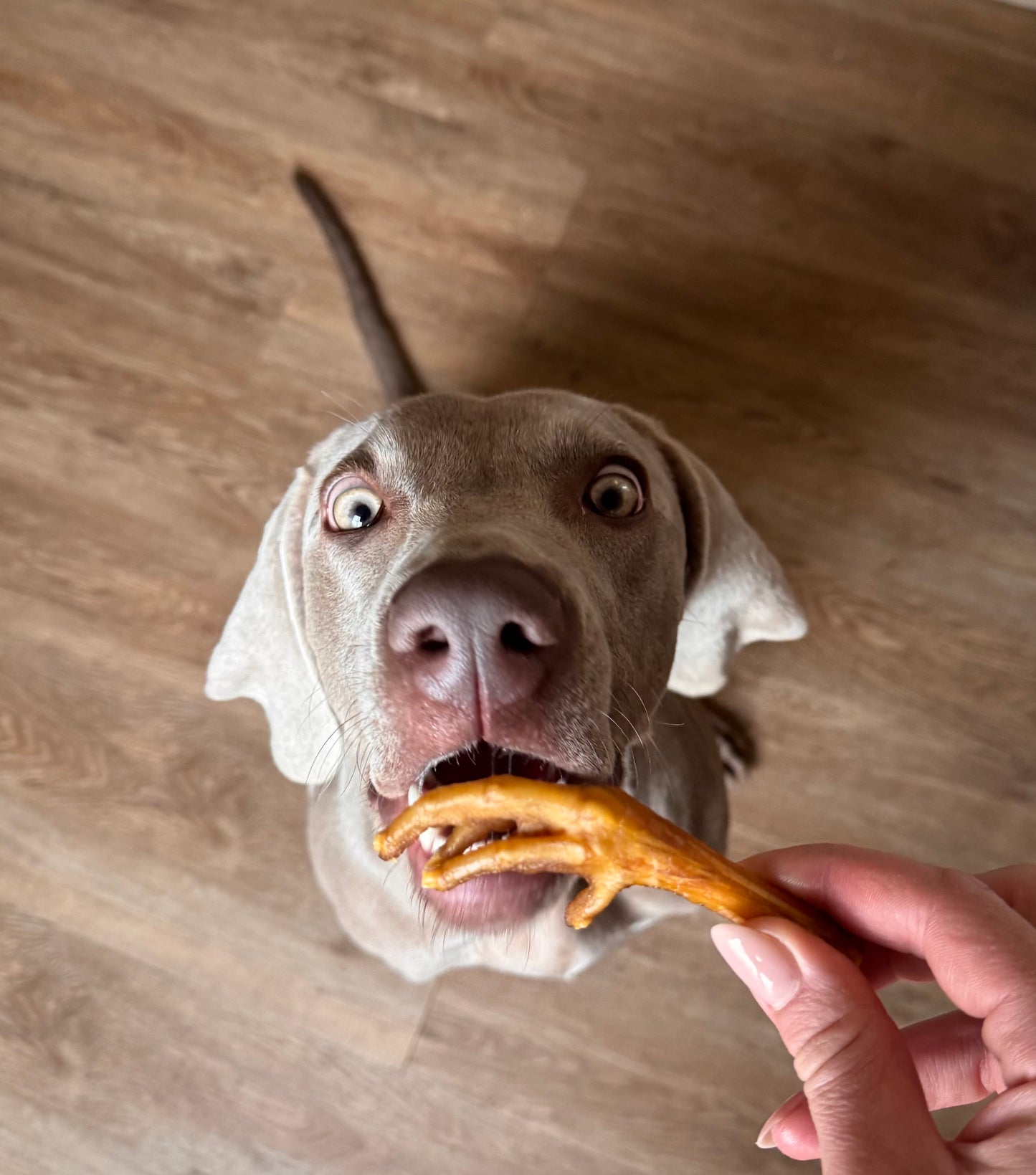Hond met kippenpoot