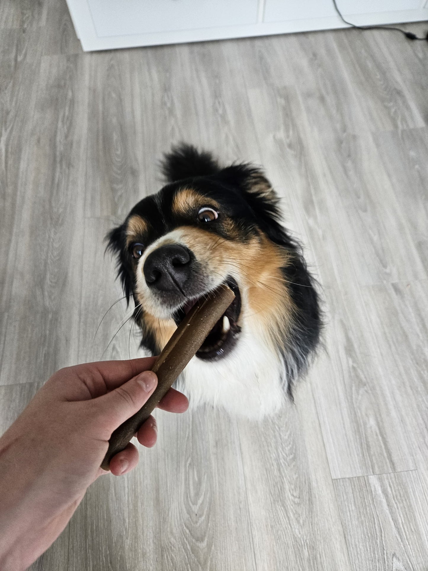 Herten kophuid voor honden
