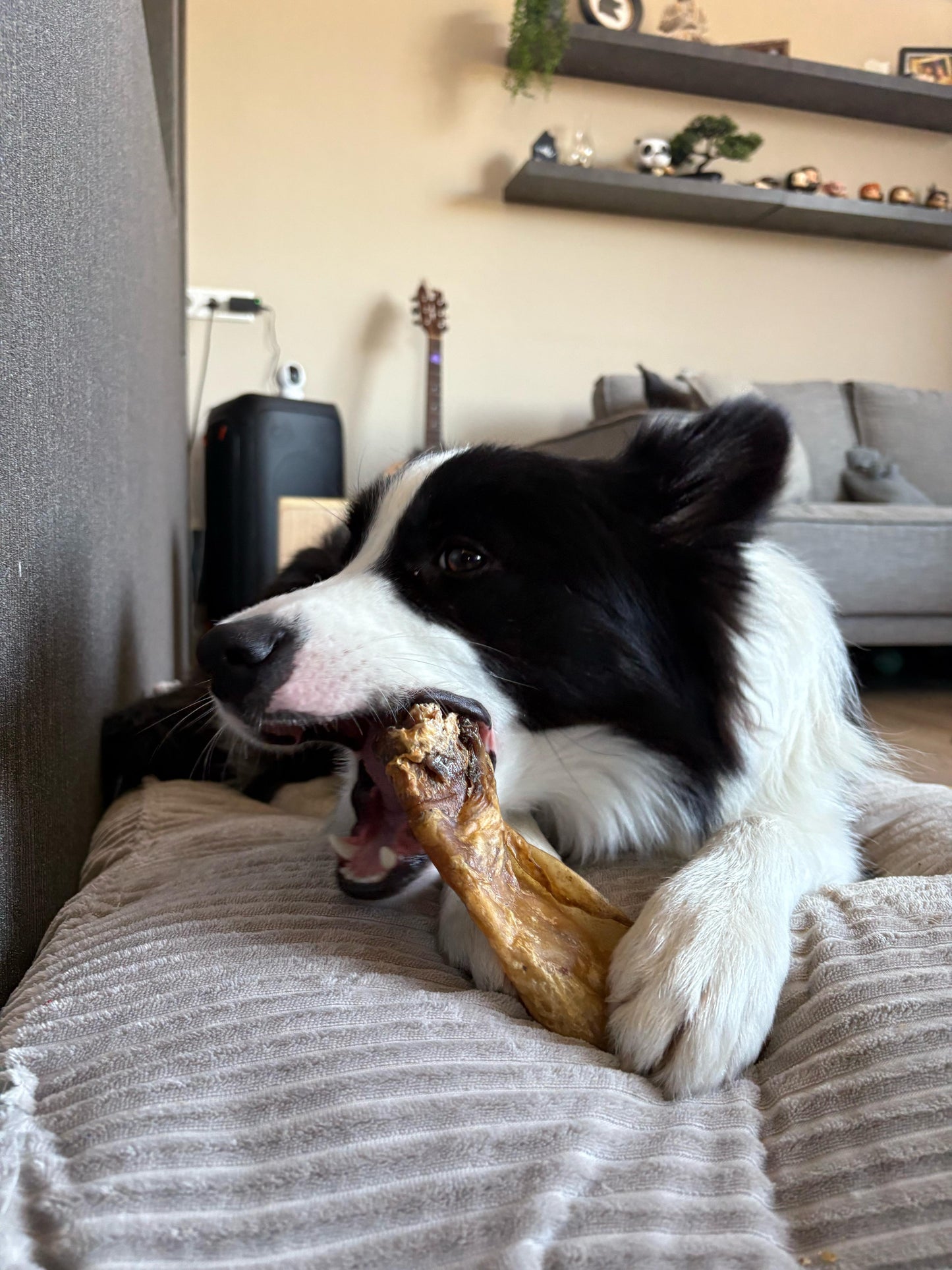 Runderoren met vlees