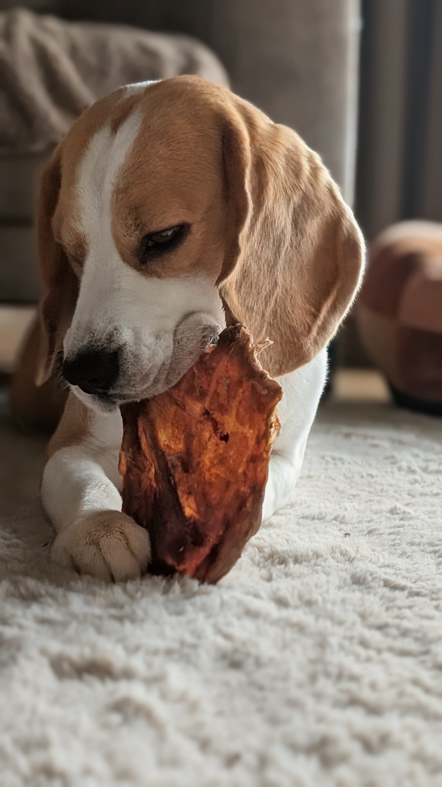 Lamsvlees platen voor honden