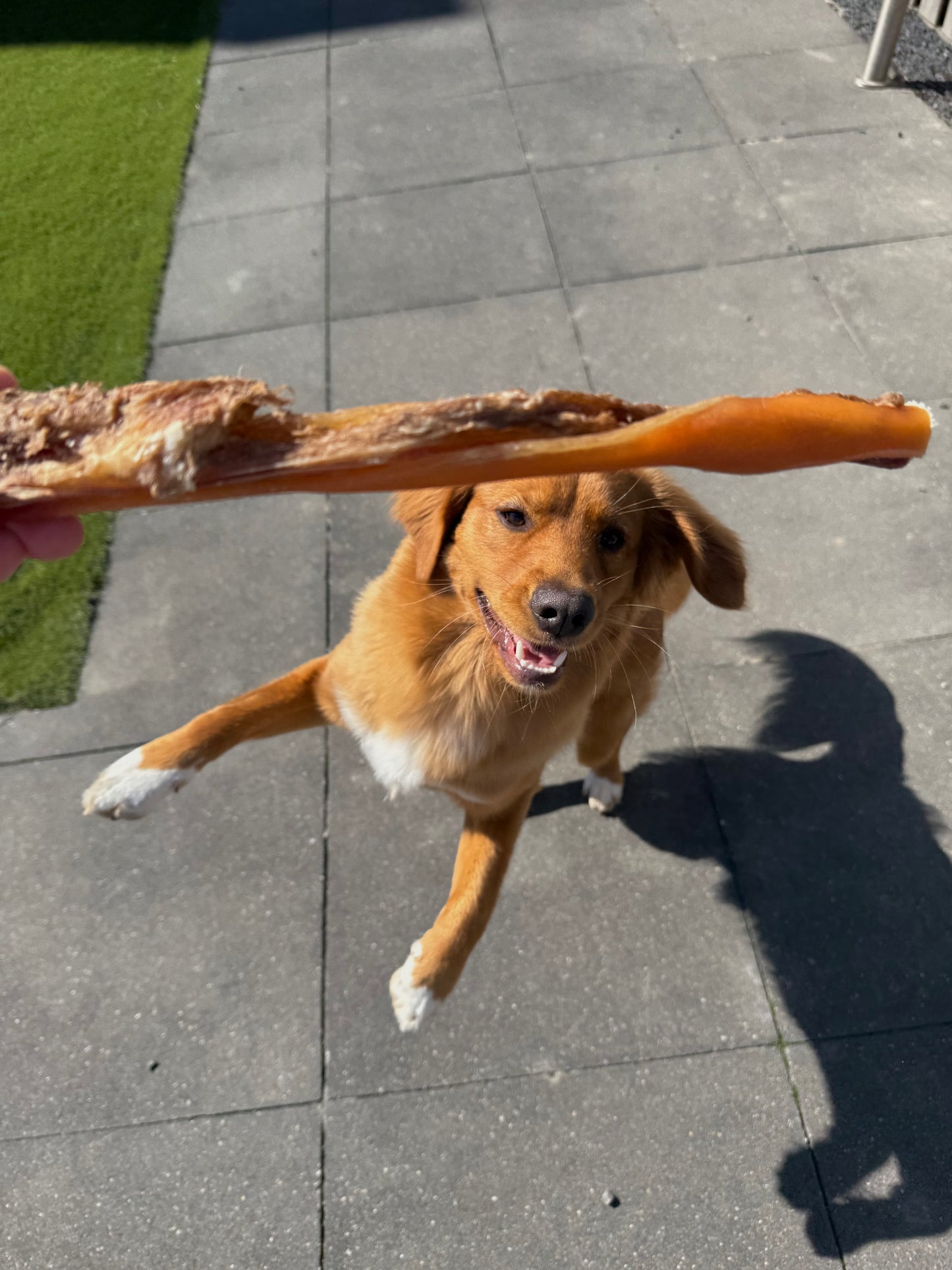 hond die kophuid gaat eten