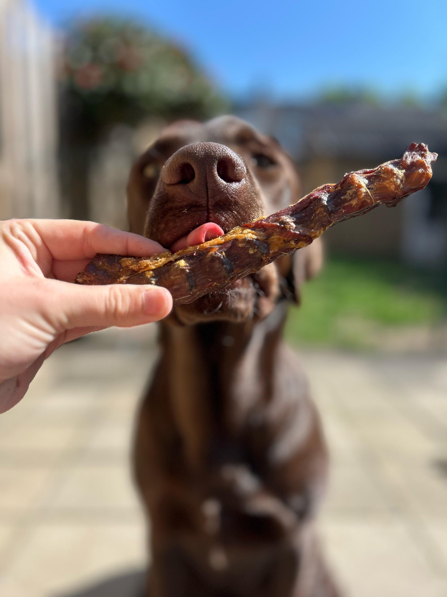 eendennek voor honden