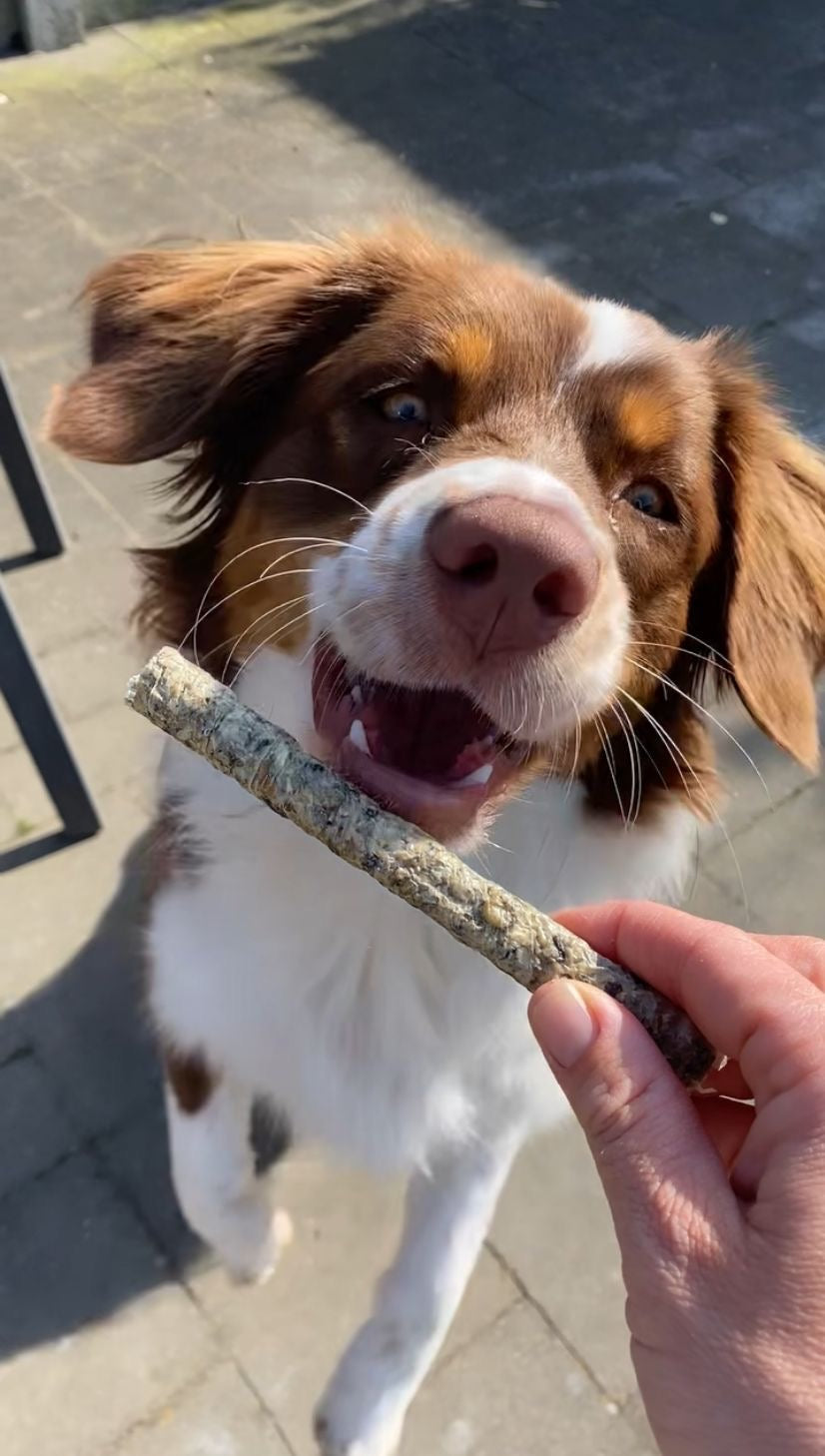 Hond die een zalmstick krijgt