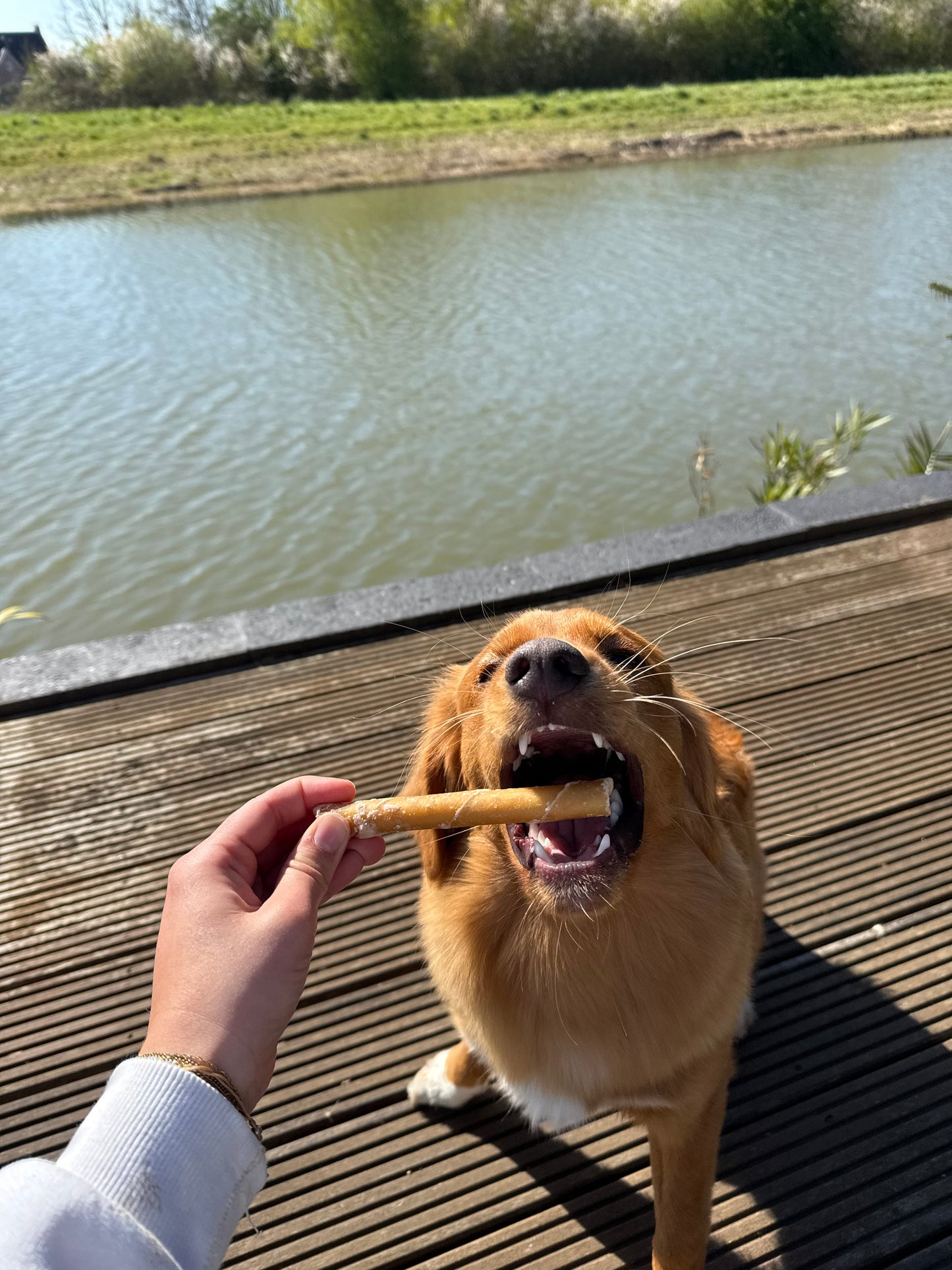 hond die bijt in een zalmstick