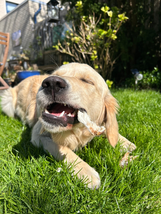 Hond bijt op konijnenoor