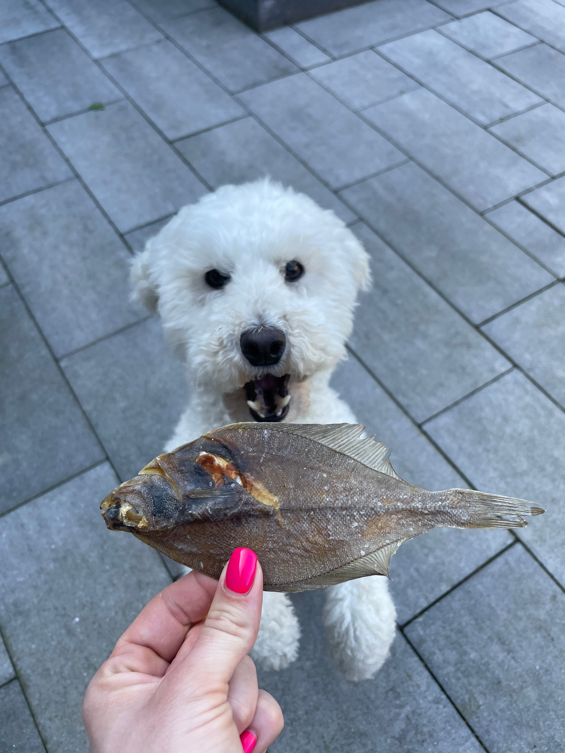 Scholletje voor honden