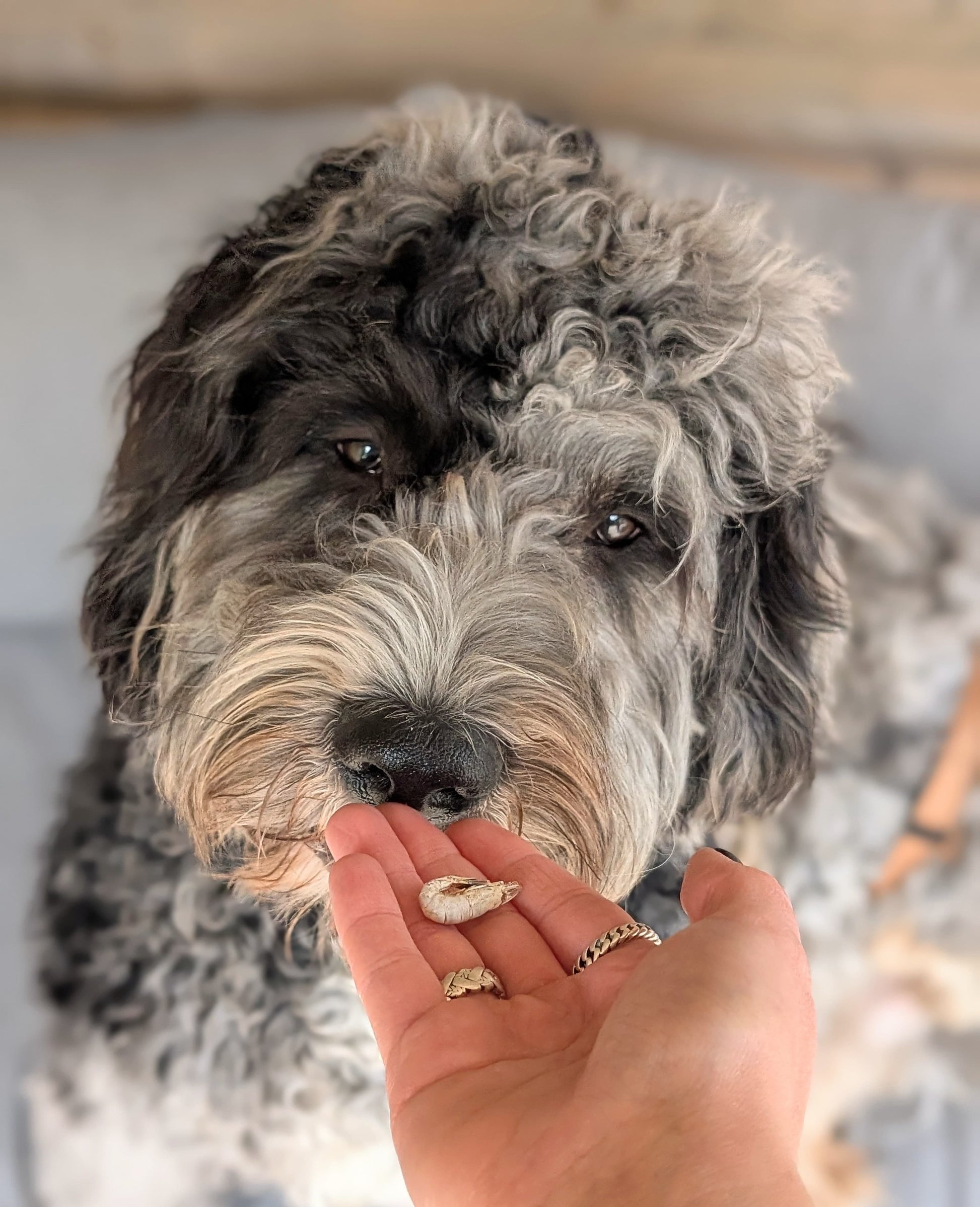 Garnaal voor honden