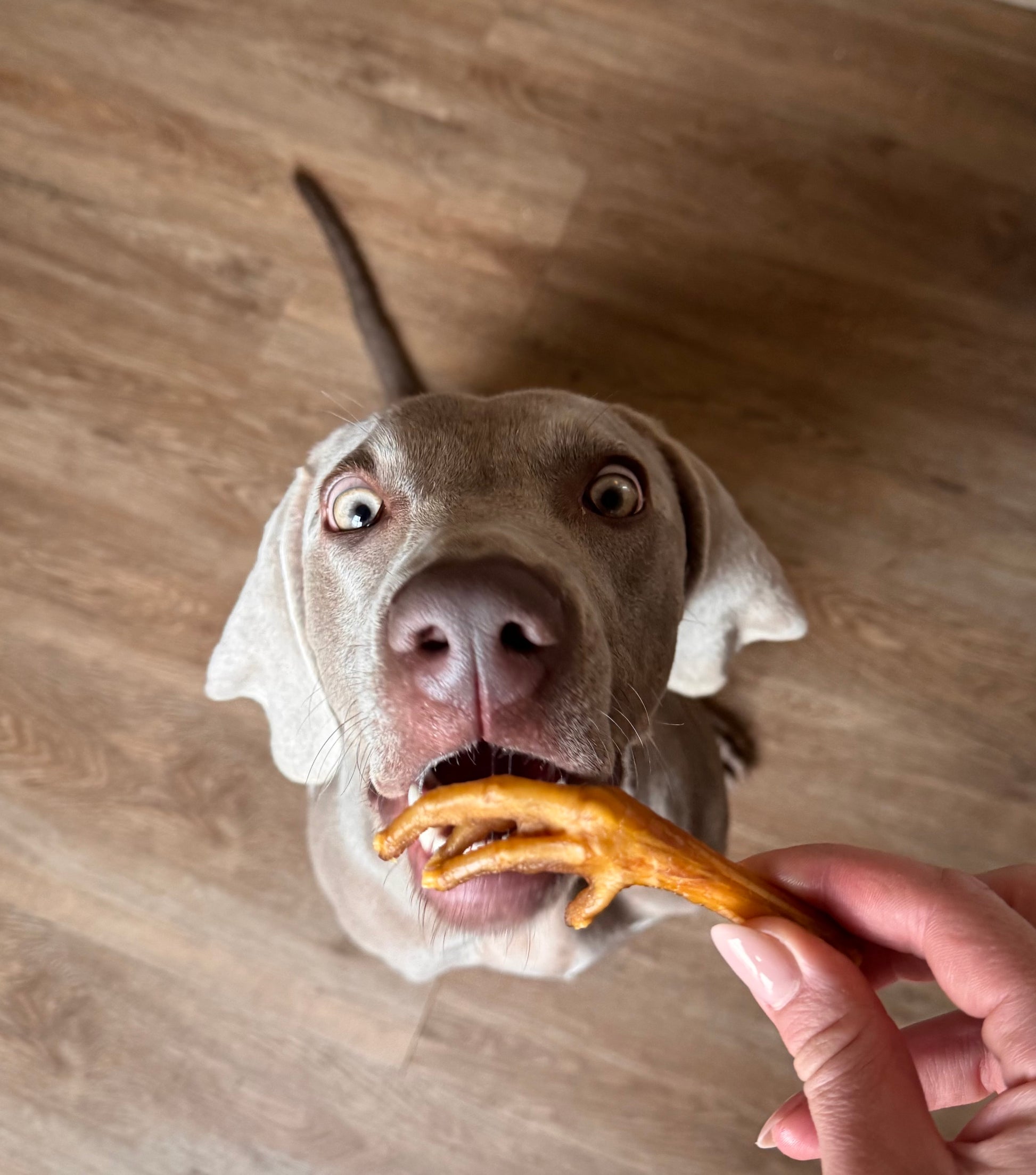 Hond met kippenpoot