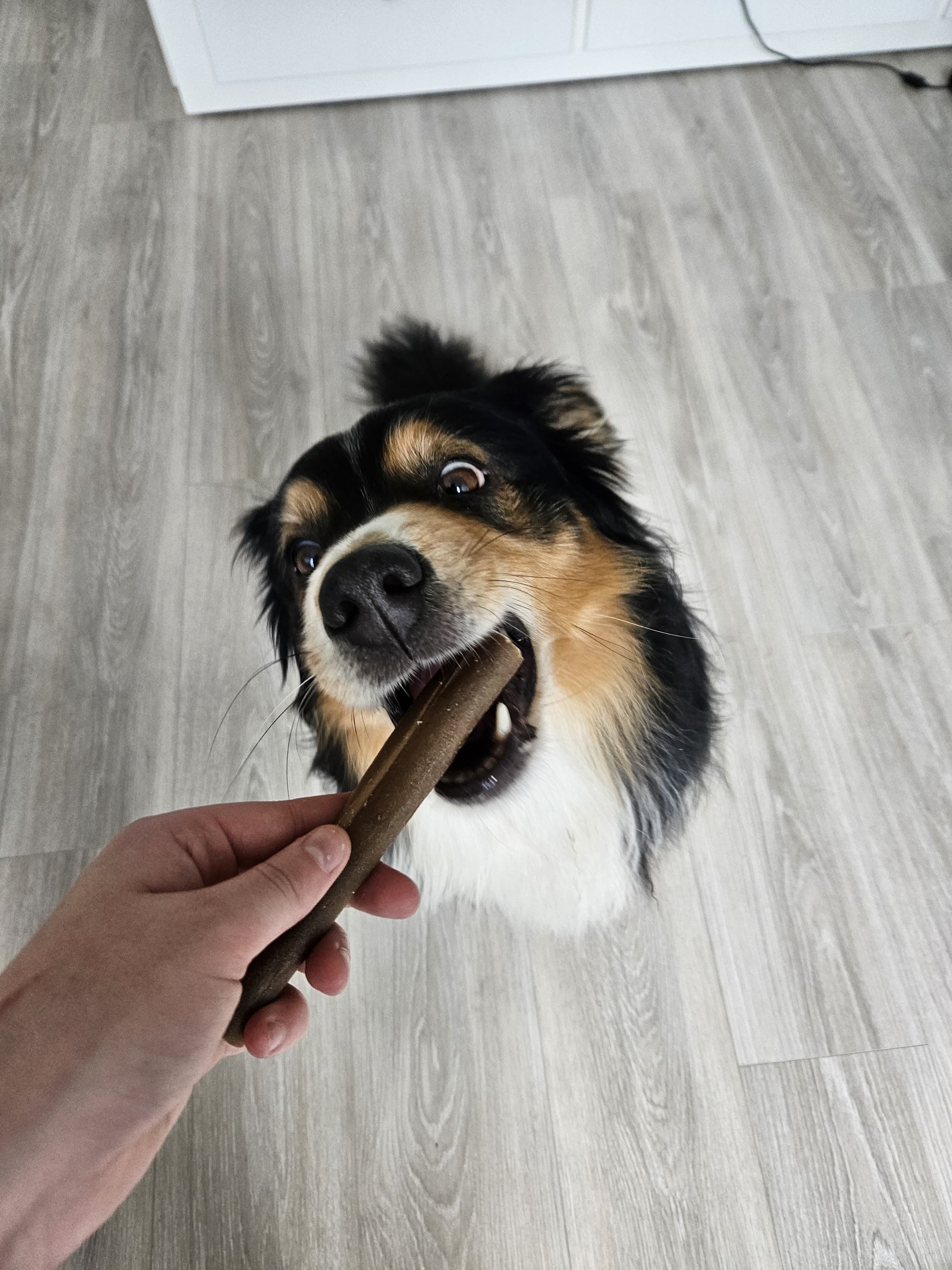 Herten kophuid voor honden