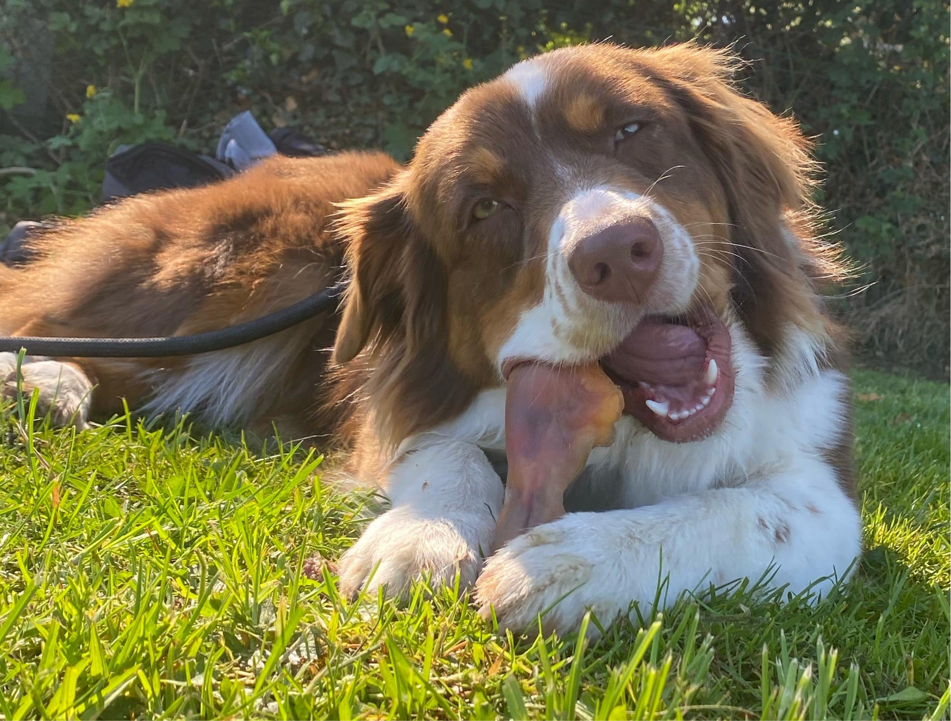 Kophuid rund voor honden