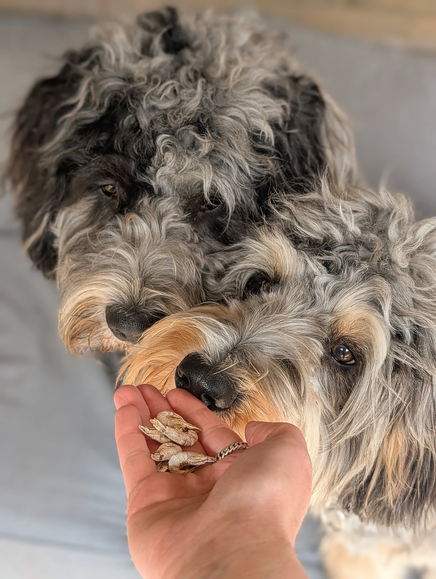 Garnaaltjes voor honden