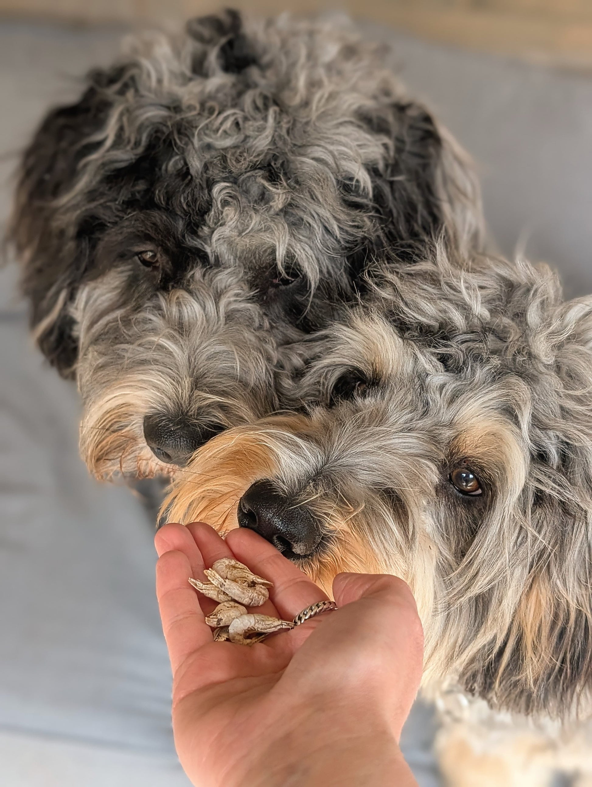 Garnaaltjes voor honden