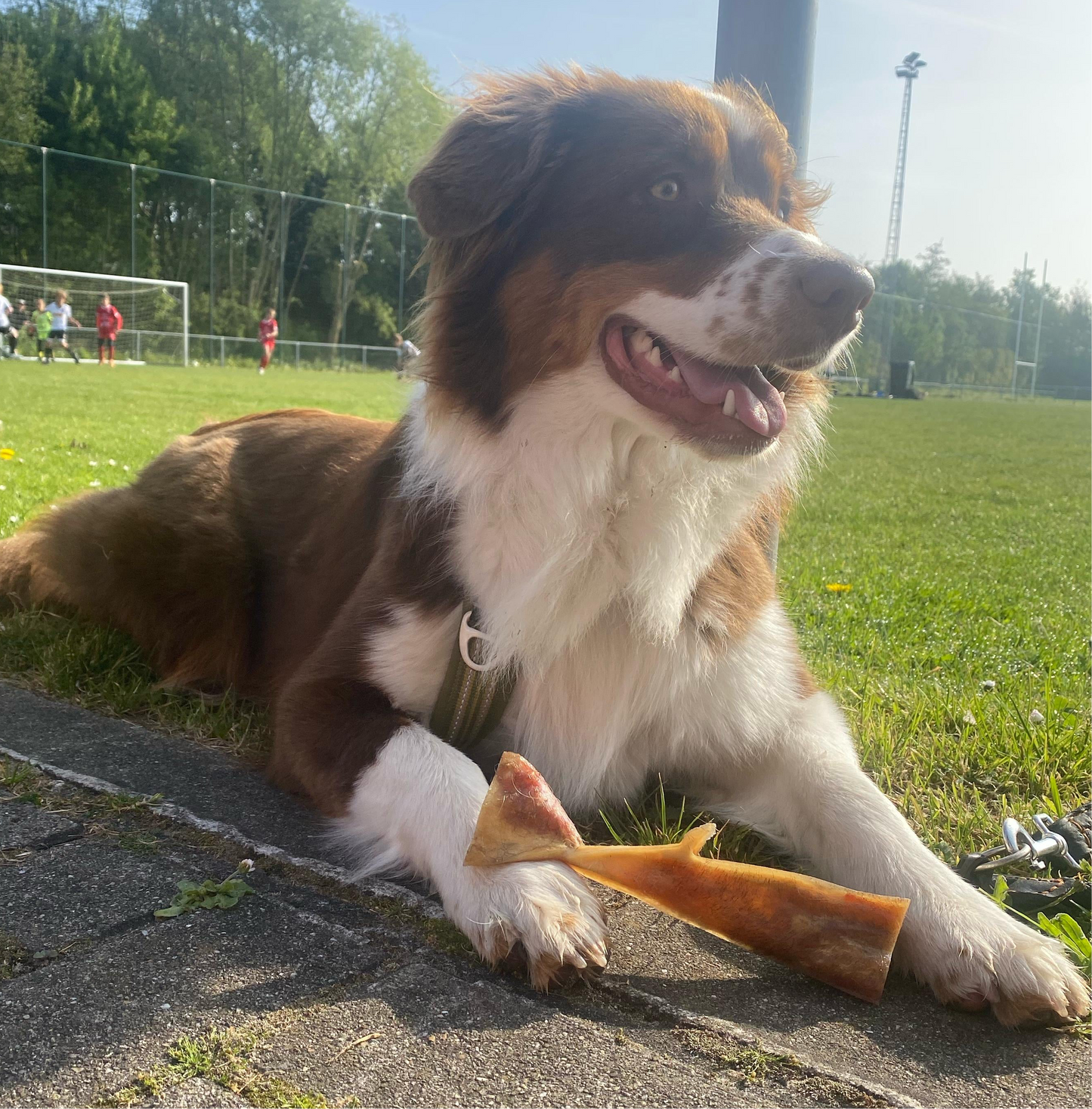 Kophuid rund voor honden