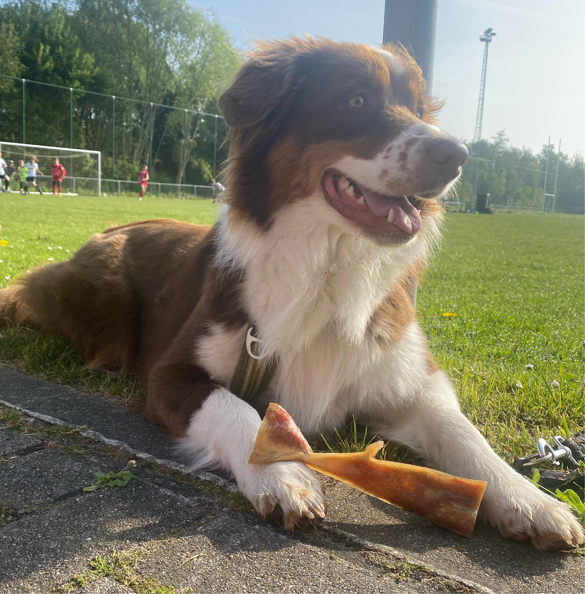 Kophuid rund voor honden