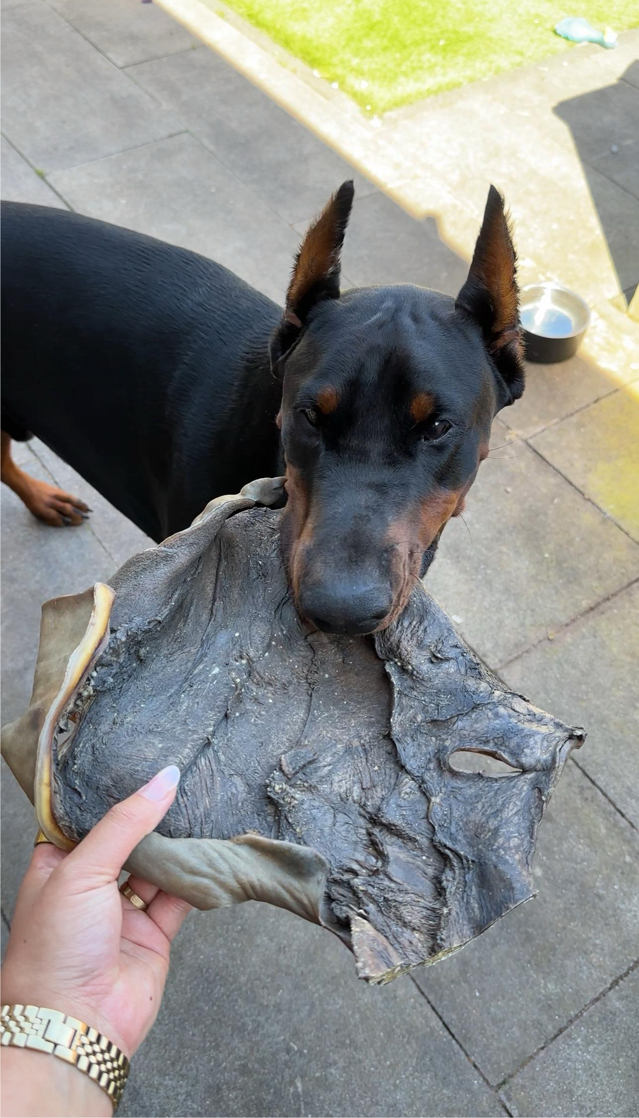 Hond eet kamelen kophuid als kauwsnack