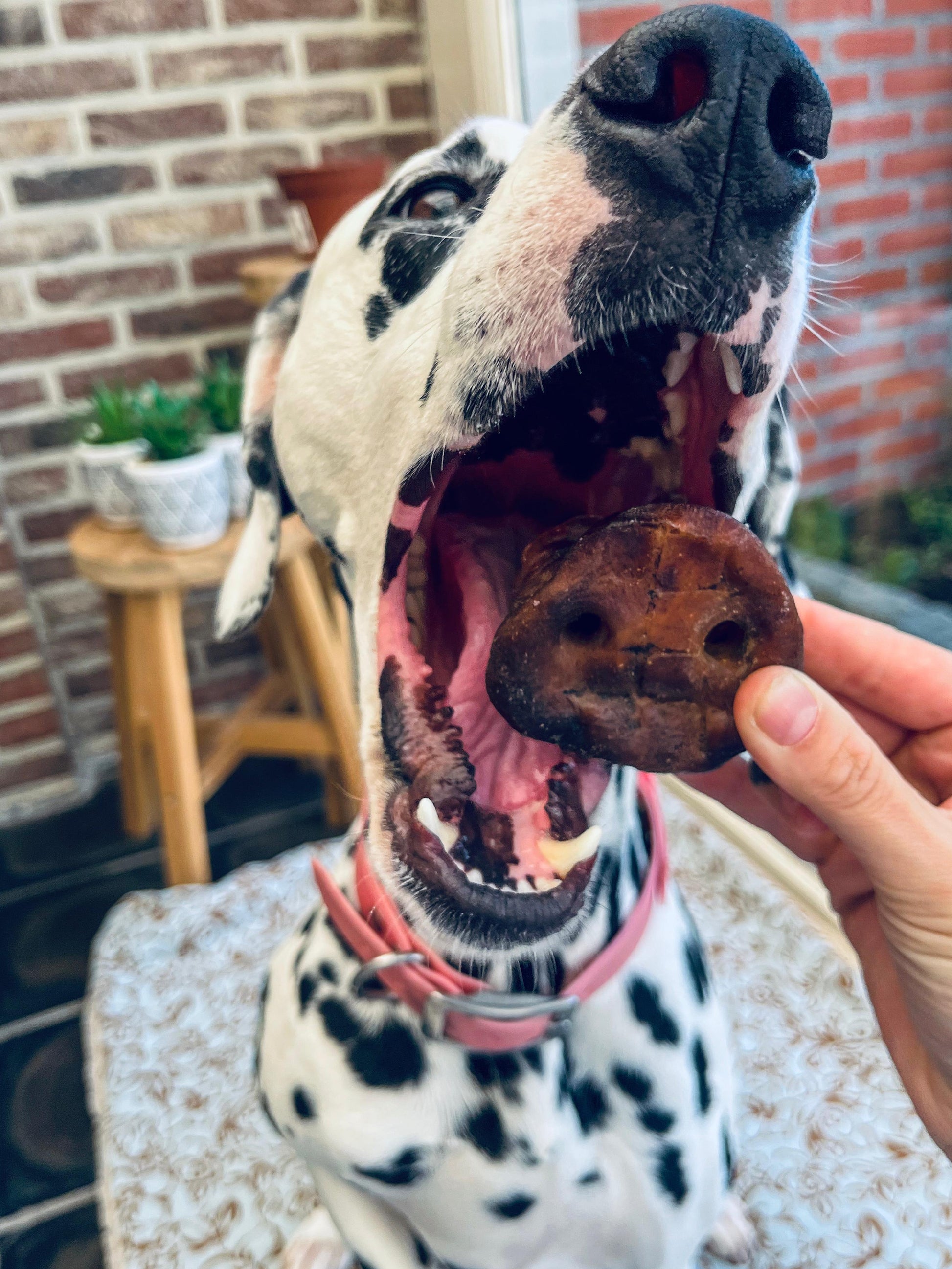 Hond die een varkensneus eet