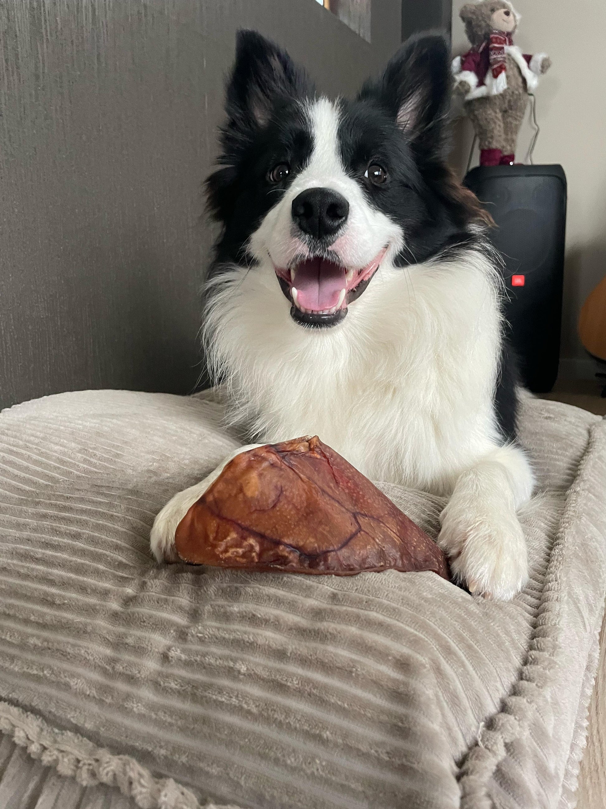 hond die een varkensoor tussen zijn poten heeft