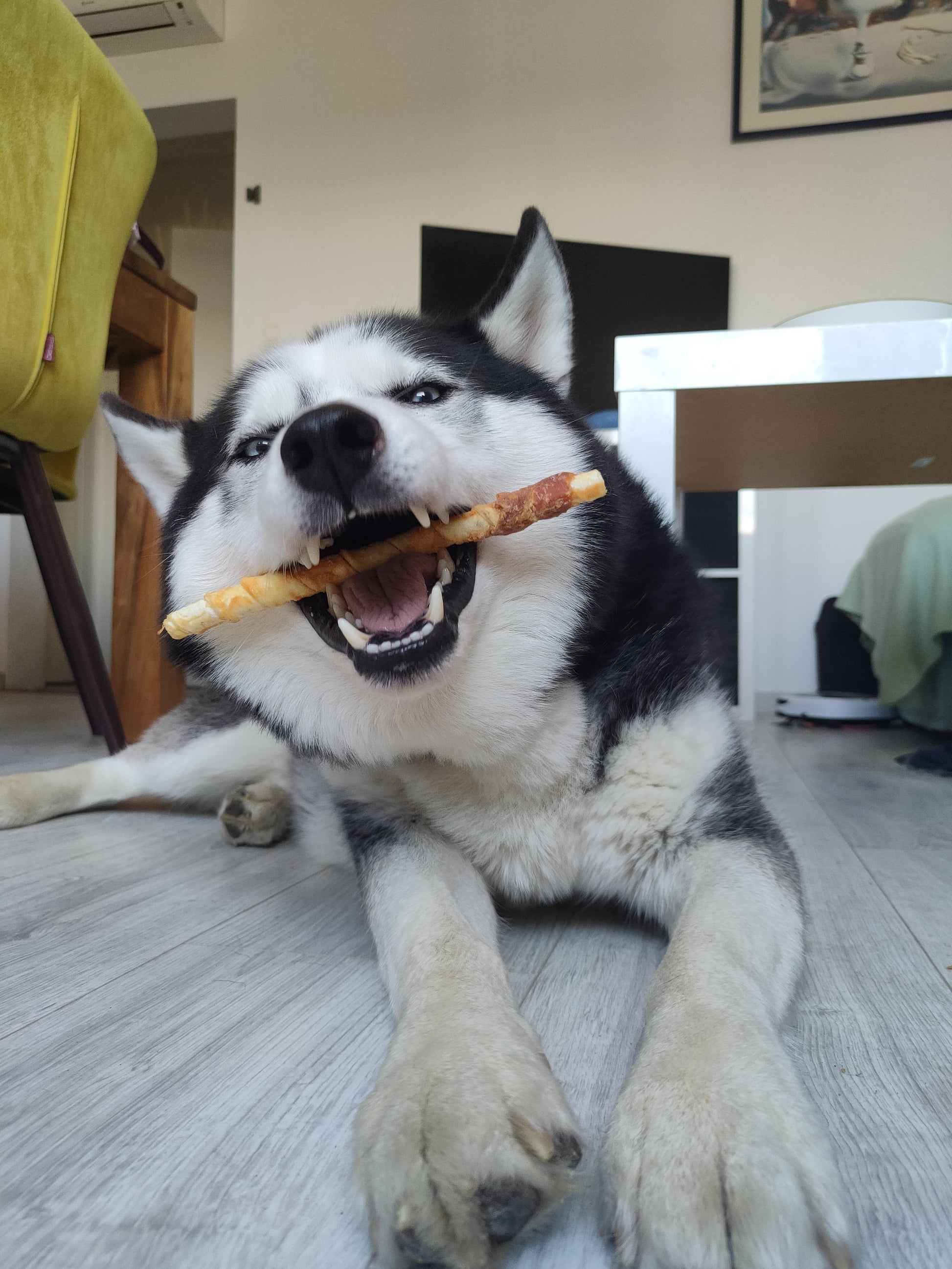 hond eet op hondenkluif met eend