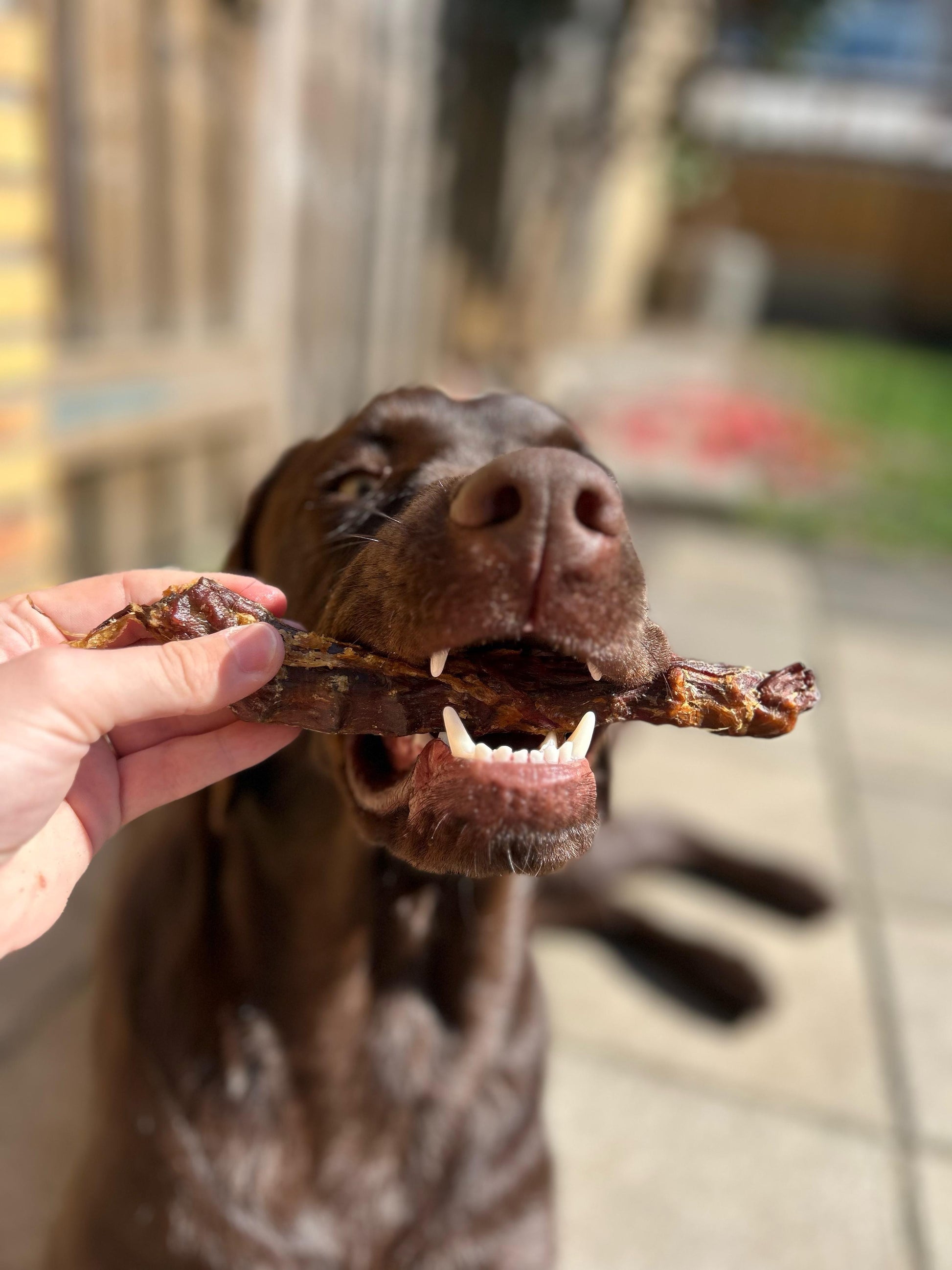 eendennek voor honden