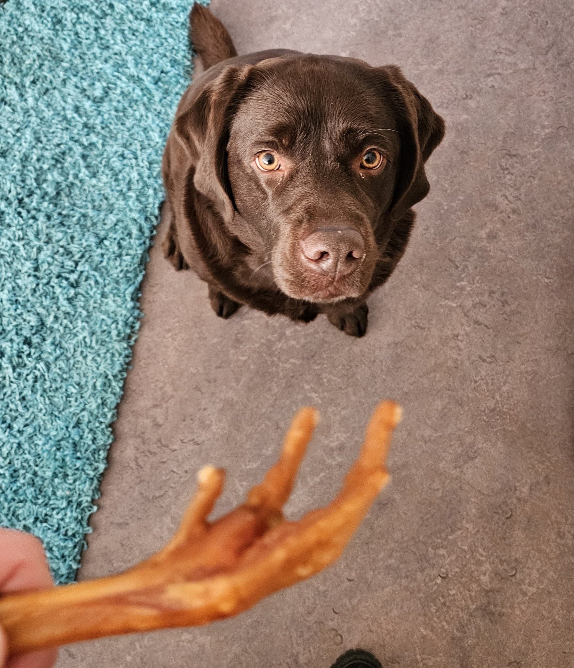 hondensnack kippenpootje