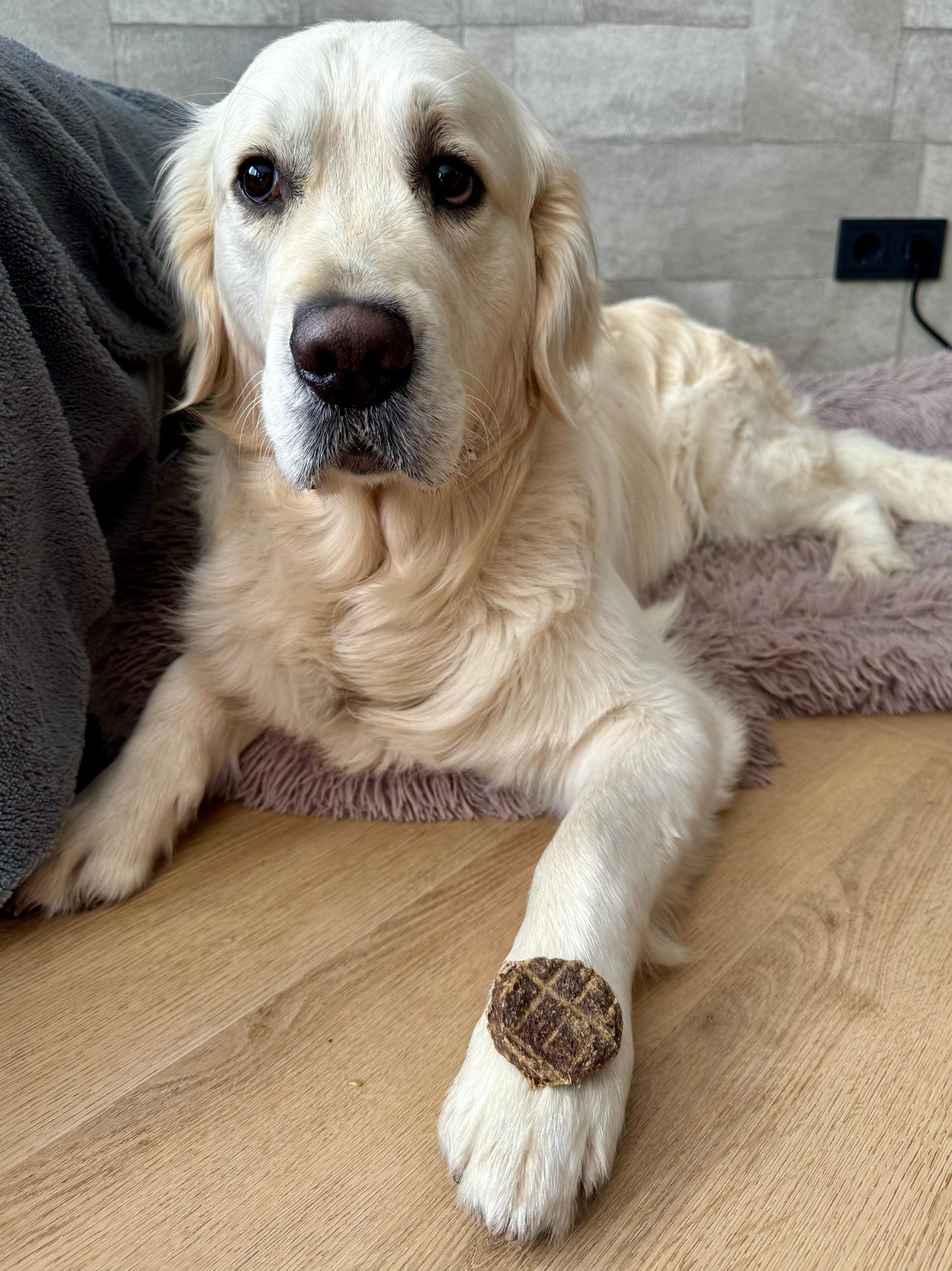 Lamburger voor honden