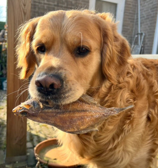 schol voor honden