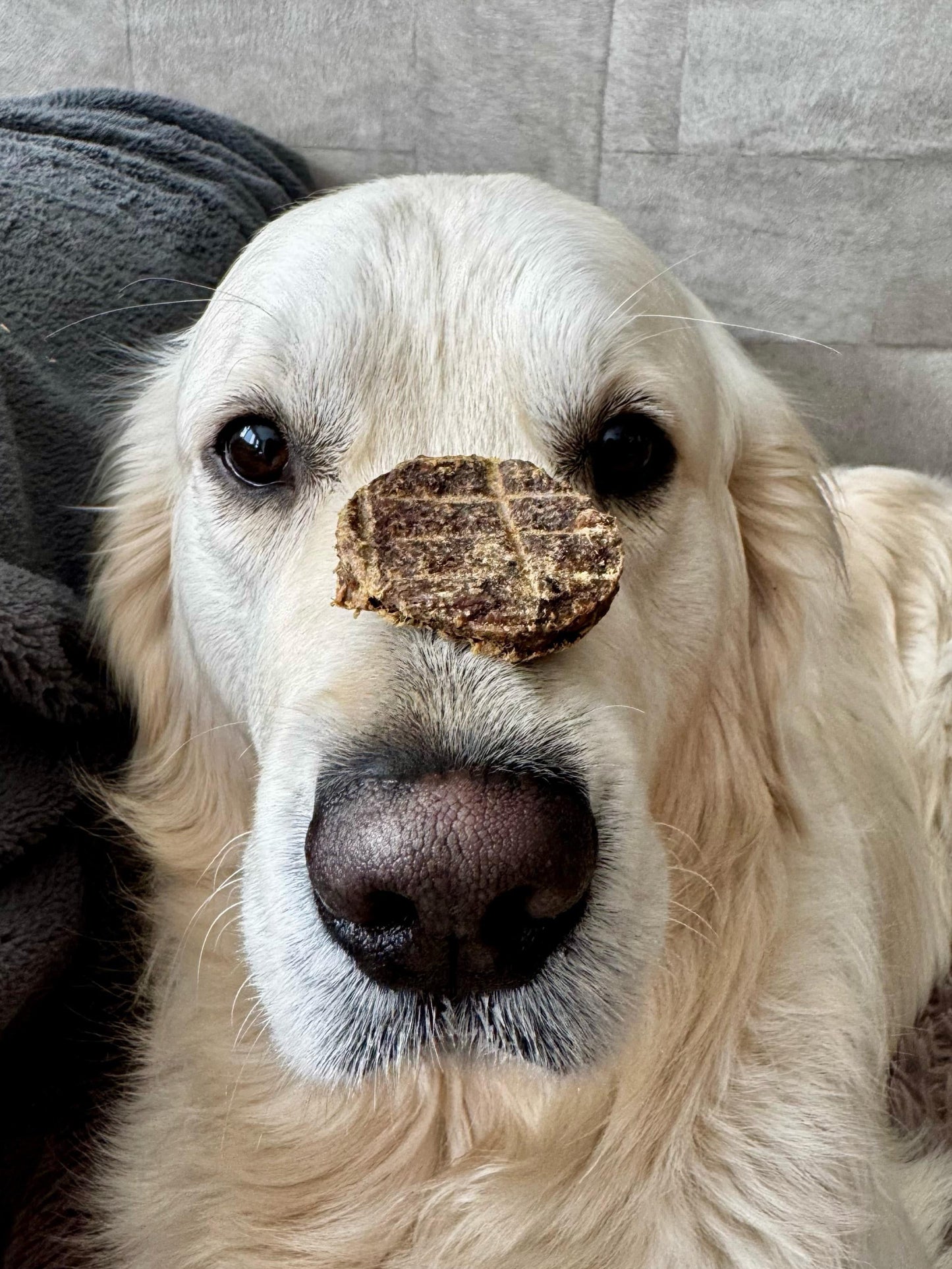 Lamburger voor honden
