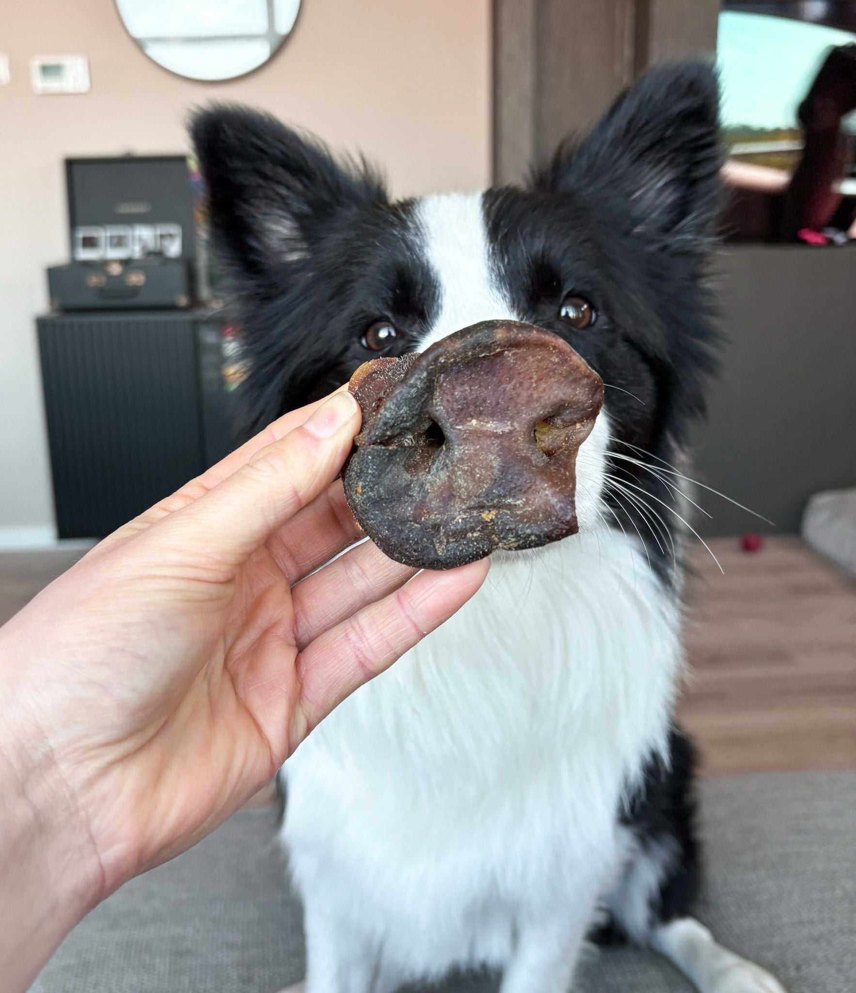 hond met een snack varkensneus