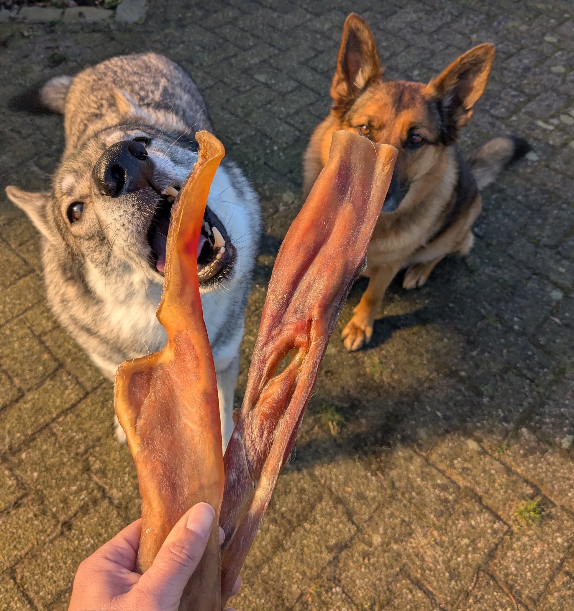 honden die een natuurlijke hondensnack eten genaamd kophuid