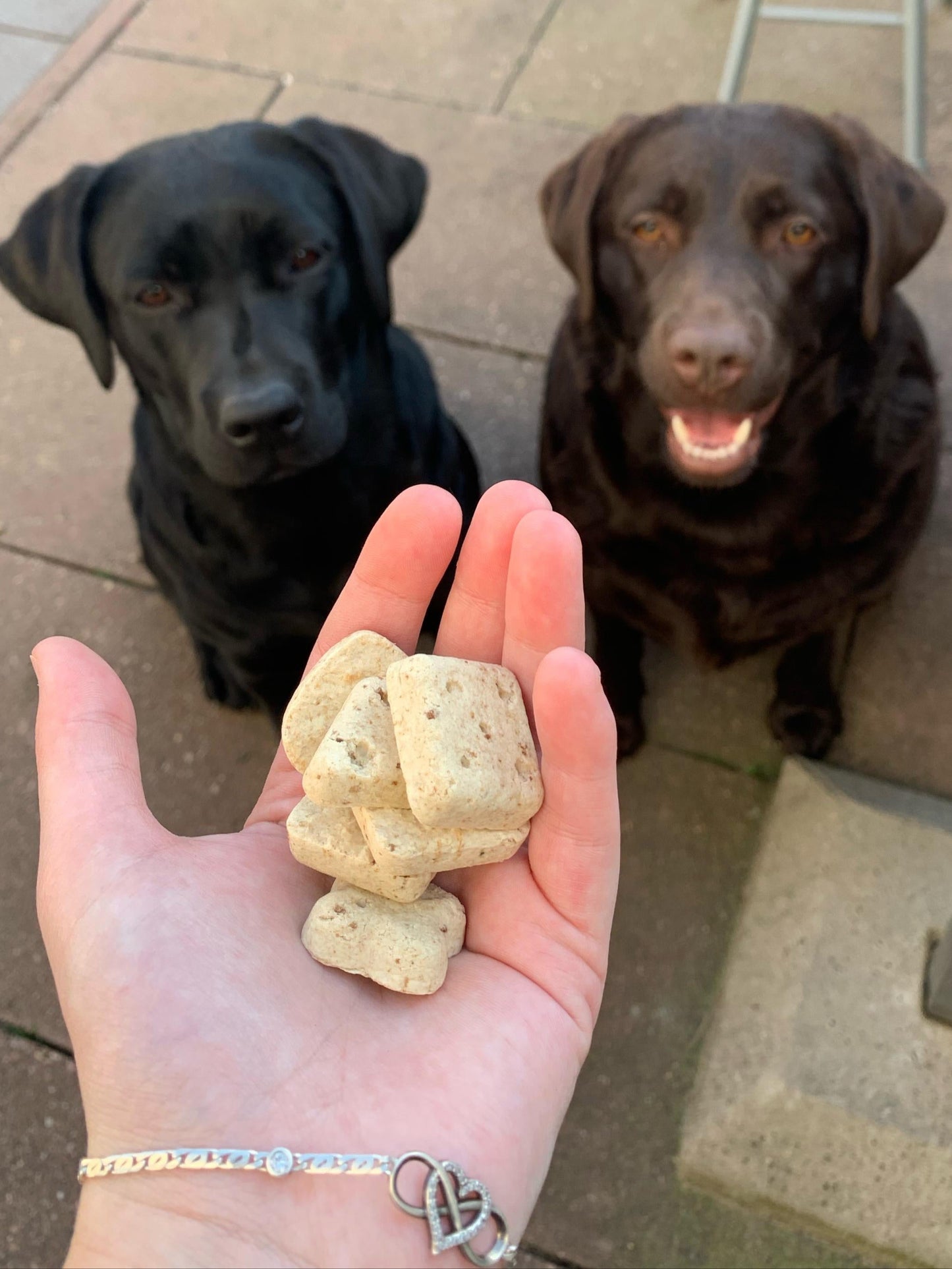 honden die kijken naar de natuurlijke snack biscuits