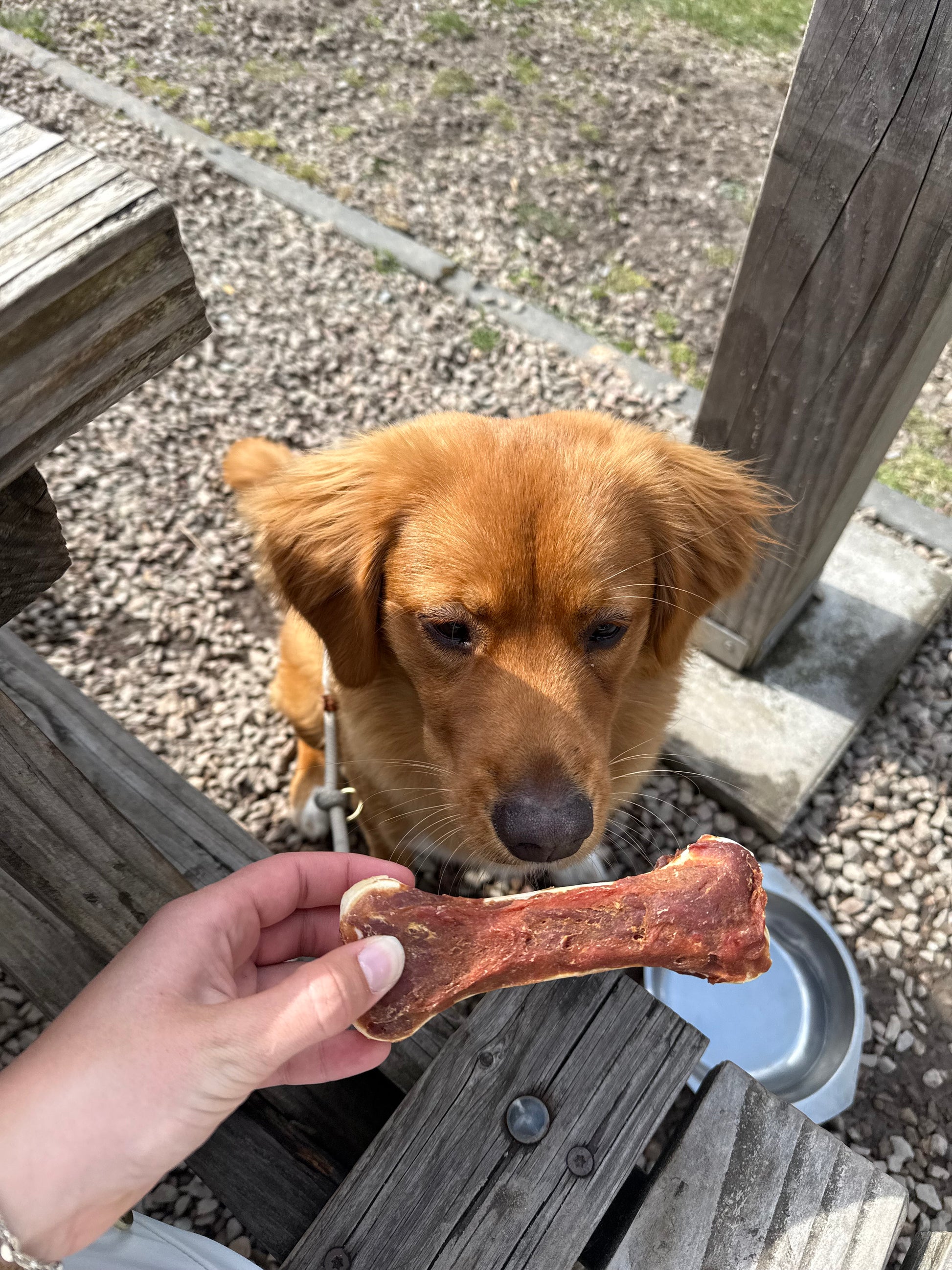 hond die kijkt naar een kauwbot met eend